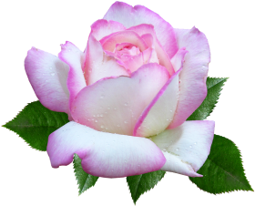 Rose Flower Png Images Full HD
