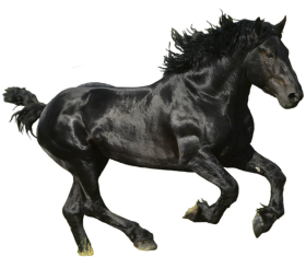 Running Black Horse Transparent PNG Images