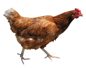 Running Chicken Transparent PNG