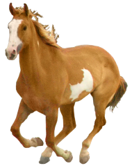 Running Horse Transparent PNG Images Hd