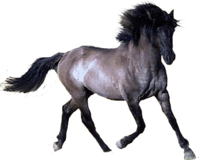 Running Horse Transparent PNG Images New