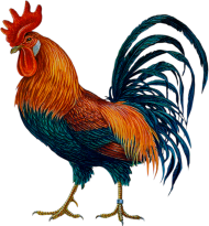 Single Cock Transparent PNG