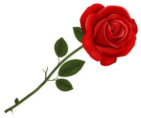 Single Red Rose Flower PNG For Editing