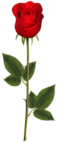 Single Red Rose Flower PNG For Love Hd