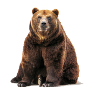Sitting Bear Transparent PNG Full HD Download