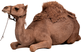 Sitting Camel PNG Images Download