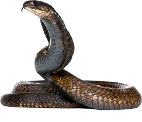 Sitting Cobra Snake PNG Download