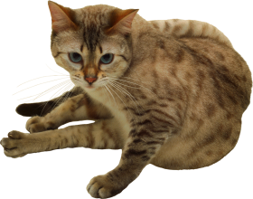 Sitting Cute Cat PNG Download HD