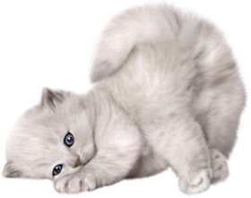 Sleep Gray Cat PNG Image Hd