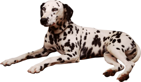 Sleeping Black White Dog PNG HD Images