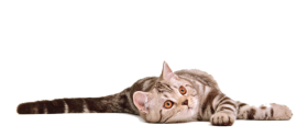 Sleeping Cat Png Download HD