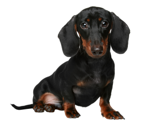 Small Black Sitting Puppy Dog PNG Images