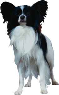 Small Black White Puppy Dog PNG Images