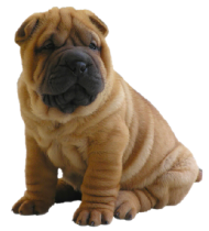 Small Boxer sitting Dog PNG Images