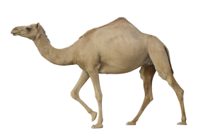 Small Camel PNG Images Download