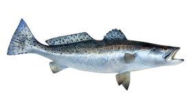 Small Fish Background PNG Image
