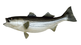Small Fish PNG Clipart Background