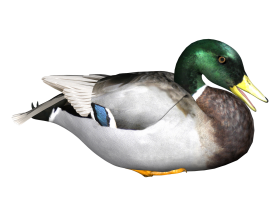 Small Mallard Duck Transparent PNG