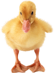 Small Yellow Duck Transparent PNG