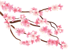 Spring Flower PNG image Full HD