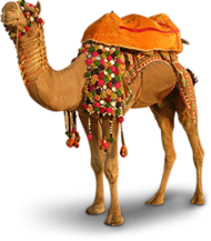 Stand Camel HD PNG Images Download