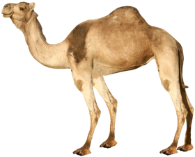 Stand Camel PNG Hd Images Download