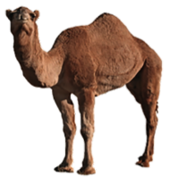 Stand Camel PNG Images Download Full HD