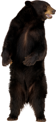 Standing Bear PNG Images Download