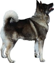 Standing Dog Back Side PNG Images Hd