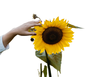 Sunflower PNG Images With Hand