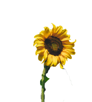 Sunflower Transparent PNG Images