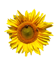 Sunflower Transparent PNG Images Download