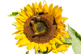Sunflower Transparent PNG Images Hd
