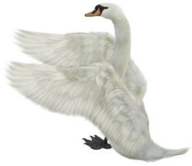 Swan PNG Free images Transparent HD