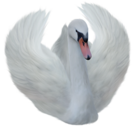Swan PNG HD Pics For photo Editing