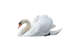Swan PNG HD Picture for Editing