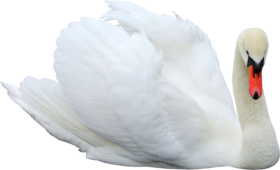 Swan PNG Image Full HD Transparent