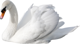 Swan PNG Image HD Free Download