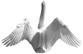 Swan PNG Transparent Background Image
