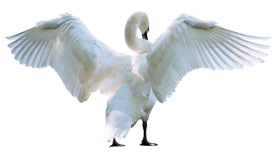 Swan PNG Transparent Image Free Download