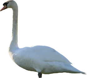 Swan PNG Transparent Image Free Download