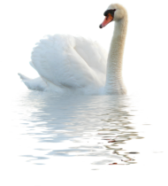 Swimming Swan in Water PNG Full HD
