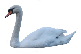 Swimming Swan PNG Free images HD