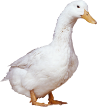 Swimming White Duck Transparent PNG