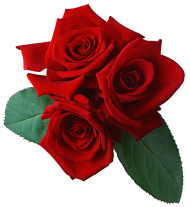Three In One Red Rose Flower PNG