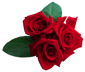 Three In One Red Rose Flower PNG Hd