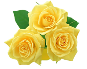Three Yellow Rose Flower HD PNG