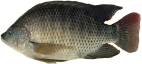 Tilapia Fish PNG Clipart Background