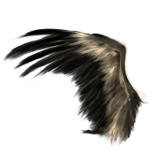 Transparent Black Wings PNG Images HD