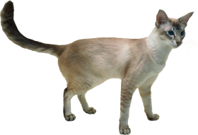 Transparent Cat PNG Download Full HD